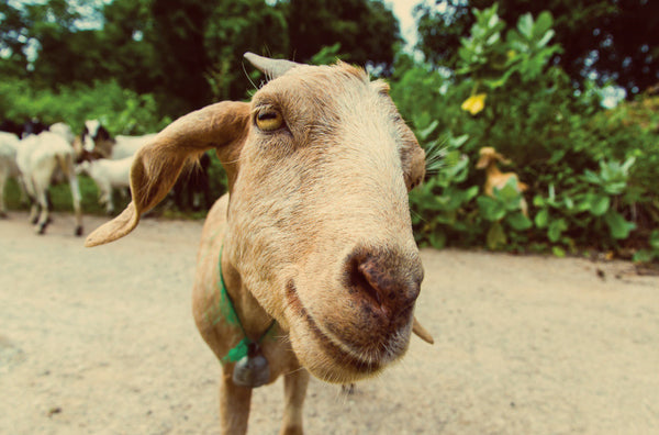 Why We <3 Goat's Milk