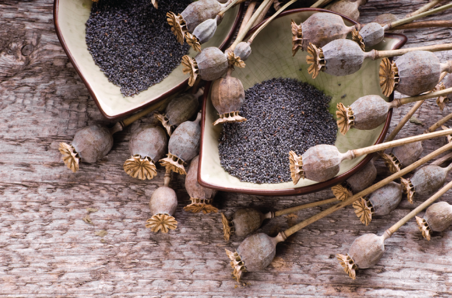 What's Poppin with Poppy Seeds